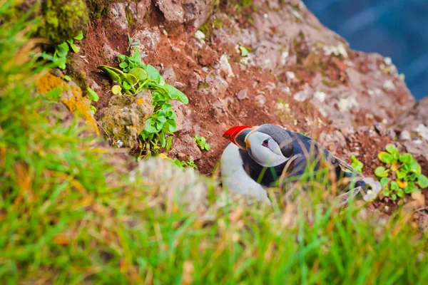 Beautiful vibrant picture of Atlantic Puffins on Latrabjarg cliffs - western-most part of Europe and Europe's largest bird cliff, Iceland — Stock Photo, Image