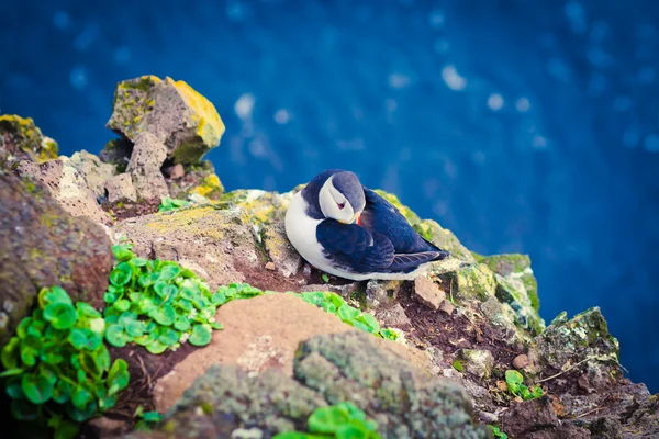 Mooie levendige foto van Atlantische papegaaiduikers op Latrabjarg rotsen - West-waarvan de meeste deel van Europa en Europa's grootste vogel klif, IJsland — Stockfoto