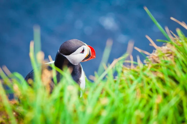 Beautiful vibrant picture of Atlantic Puffins on Latrabjarg cliffs - western-most part of Europe and Europe's largest bird cliff, Iceland — Stock Photo, Image