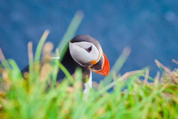 Hermosa imagen vibrante de los frailecillos atlánticos en los acantilados de Latrabjarg: la parte más occidental de Europa y el acantilado de aves más grande de Europa, Islandia —  Fotos de Stock