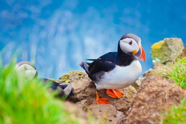 Beautiful vibrant picture of Atlantic Puffins on Latrabjarg cliffs - western-most part of Europe and Europe's largest bird cliff, Iceland — Stock Photo, Image