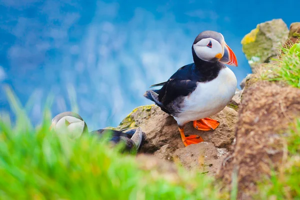 Bella immagine vibrante di patatine atlantiche sulle scogliere di Latrabjarg - parte occidentale dell'Europa e la più grande scogliera di uccelli d'Europa, l'Islanda — Foto Stock