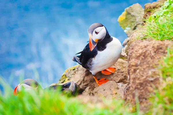 Bela imagem vibrante de Puffins do Atlântico em falésias de Latrabjarg - parte ocidental da Europa e maior penhasco de aves da Europa, Islândia — Fotografia de Stock