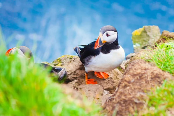 Mooie levendige foto van Atlantische papegaaiduikers op Latrabjarg rotsen - West-waarvan de meeste deel van Europa en Europa's grootste vogel klif, IJsland — Stockfoto