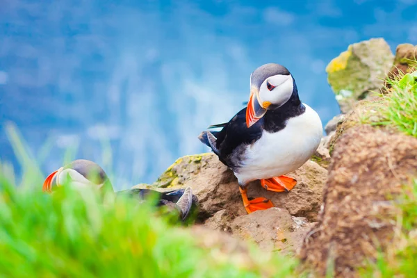 Vackra levande bild av Atlantic lunnefåglar på Latrabjarg klippor - västligaste del av Europa och Europas största fågel cliff, Island — Stockfoto