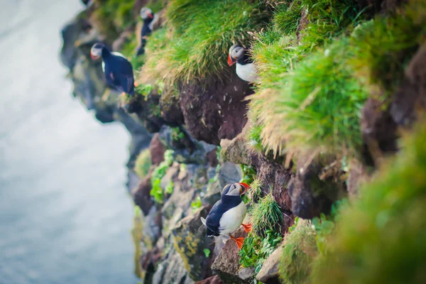 Beautiful vibrant picture of Atlantic Puffins on Latrabjarg cliffs - western-most part of Europe and Europe's largest bird cliff, Iceland — Stock Photo, Image