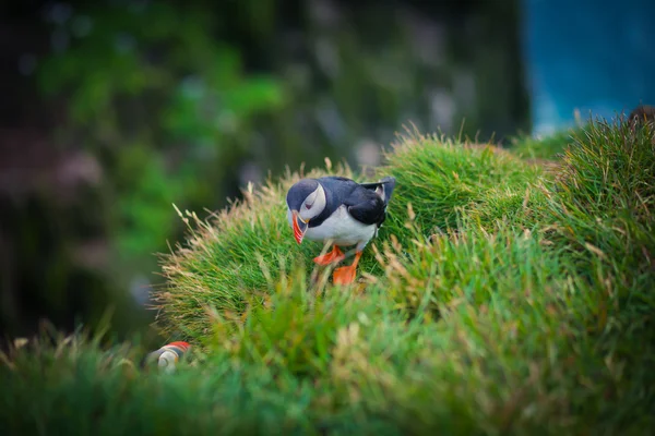 Mooie levendige foto van Atlantische papegaaiduikers op Latrabjarg rotsen - West-waarvan de meeste deel van Europa en Europa's grootste vogel klif, IJsland — Stockfoto