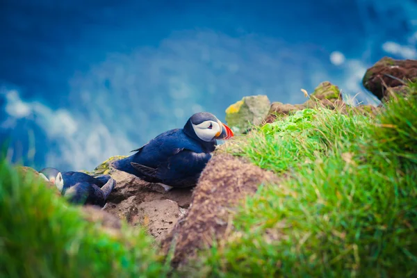 Όμορφη ζωντανή εικόνα του Ατλαντικού Puffins στους απότομους βράχους Latrabjarg - Δυτική-το μεγαλύτερο μέρος της Ευρώπης και της Ευρώπης μεγαλύτερο πουλί βράχο, Ισλανδία — Φωτογραφία Αρχείου