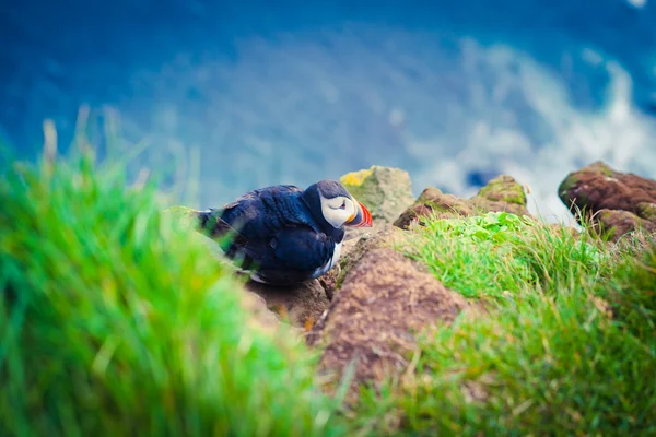 Bela imagem vibrante de Puffins do Atlântico em falésias de Latrabjarg - parte ocidental da Europa e maior penhasco de aves da Europa, Islândia — Fotografia de Stock