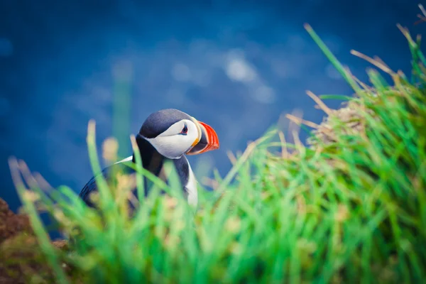 Hermosa imagen vibrante de los frailecillos atlánticos en los acantilados de Latrabjarg: la parte más occidental de Europa y el acantilado de aves más grande de Europa, Islandia —  Fotos de Stock