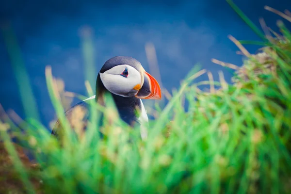 Belle image vibrante des macareux de l'Atlantique sur les falaises du Latrabjarg - la partie la plus occidentale de l'Europe et la plus grande falaise d'oiseaux d'Europe, l'Islande — Photo