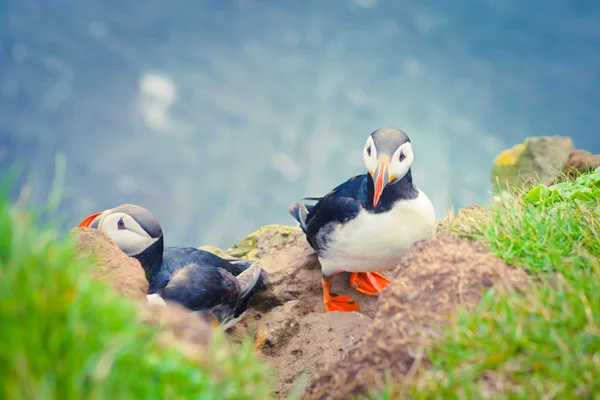 Beautiful vibrant picture of Atlantic Puffins on Latrabjarg cliffs - western-most part of Europe and Europe's largest bird cliff, Iceland — Stock Photo, Image