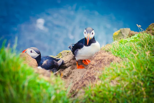 Schöne lebendige Bild von atlantischen Papageitauchern auf latrabjarg Klippen - westlichsten Teil Europas und Europas größte Vogelklippe, Island — Stockfoto