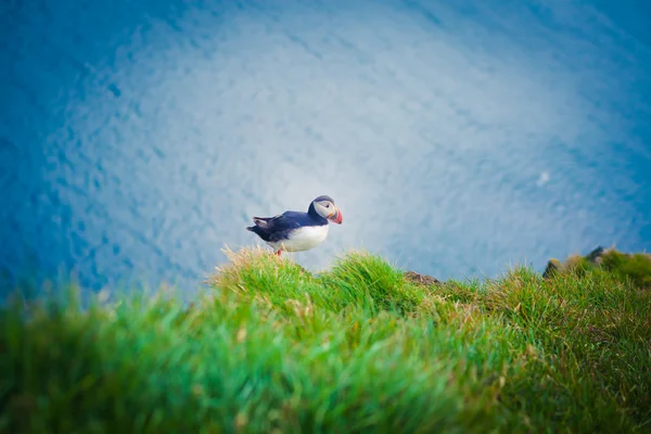 Mooie levendige foto van Atlantische papegaaiduikers op Latrabjarg rotsen - West-waarvan de meeste deel van Europa en Europa's grootste vogel klif, IJsland — Stockfoto