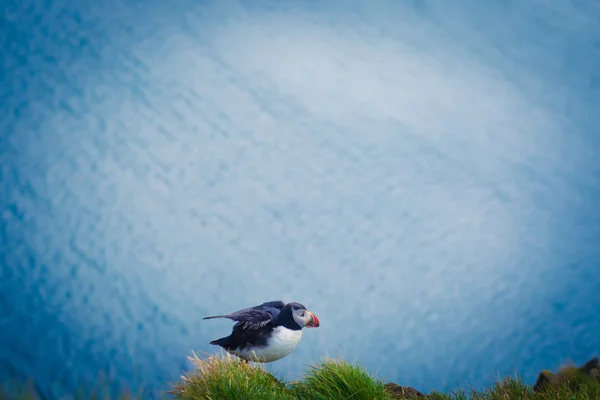 Vackra levande bild av Atlantic lunnefåglar på Latrabjarg klippor - västligaste del av Europa och Europas största fågel cliff, Island — Stockfoto