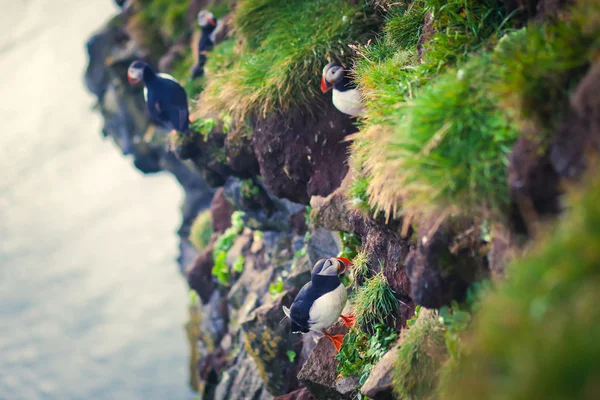 Beautiful vibrant picture of Atlantic Puffins on Latrabjarg cliffs - western-most part of Europe and Europe's largest bird cliff, Iceland — Stock Photo, Image