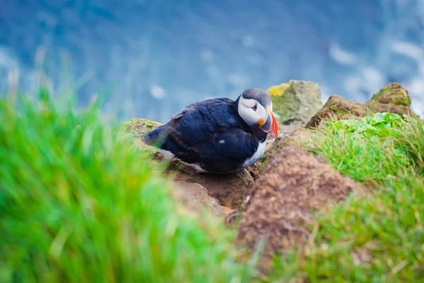 Bela imagem vibrante de Puffins do Atlântico em falésias de Latrabjarg - parte ocidental da Europa e maior penhasco de aves da Europa, Islândia — Fotografia de Stock
