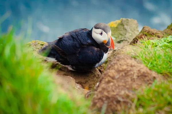 Bella immagine vibrante di patatine atlantiche sulle scogliere di Latrabjarg - parte occidentale dell'Europa e la più grande scogliera di uccelli d'Europa, l'Islanda — Foto Stock