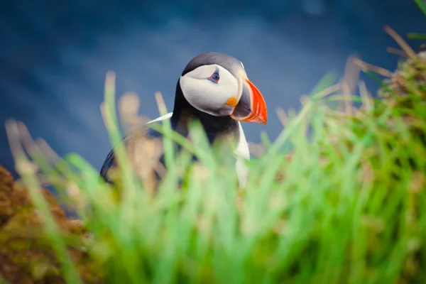 Bela imagem vibrante de Puffins do Atlântico em falésias de Latrabjarg - parte ocidental da Europa e maior penhasco de aves da Europa, Islândia — Fotografia de Stock