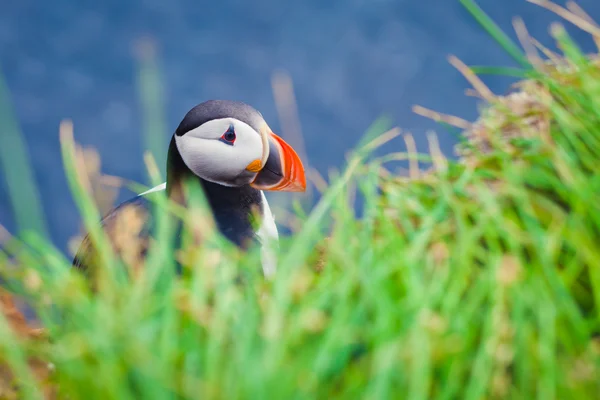 Belle image vibrante des macareux de l'Atlantique sur les falaises du Latrabjarg - la partie la plus occidentale de l'Europe et la plus grande falaise d'oiseaux d'Europe, l'Islande — Photo