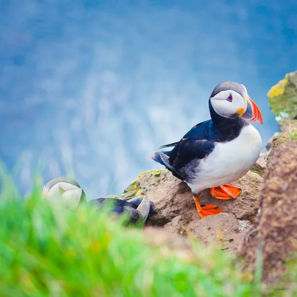 Schöne lebendige Bild von atlantischen Papageitauchern auf latrabjarg Klippen - westlichsten Teil Europas und Europas größte Vogelklippe, Island — Stockfoto