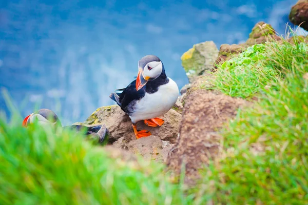 Atlantik Puffins üzerinde Latrabjarg cliffs - Avrupa ve Avrupa'nın en büyük kuş cliff, İzlanda parçası en güzel canlı resmi — Stok fotoğraf