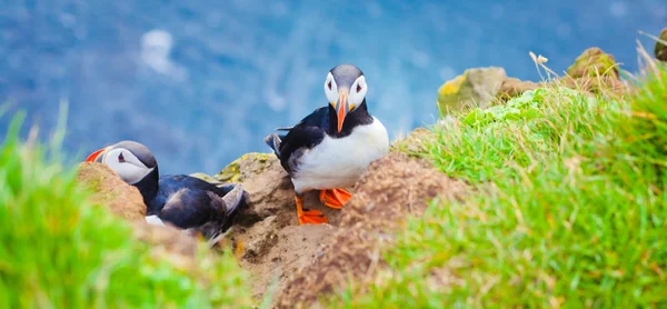 Bella immagine vibrante di patatine atlantiche sulle scogliere di Latrabjarg - parte occidentale dell'Europa e la più grande scogliera di uccelli d'Europa, l'Islanda — Foto Stock