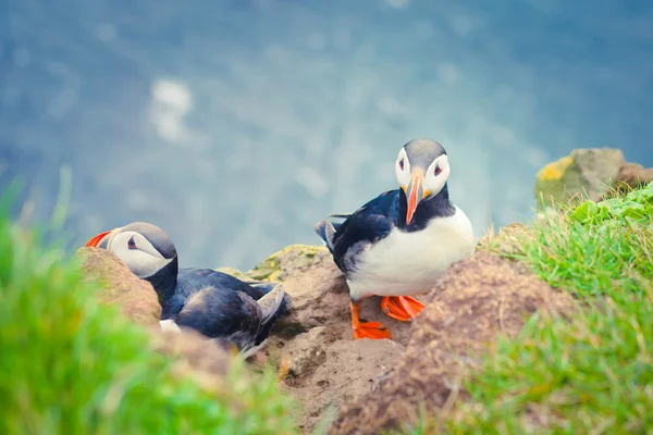 Bella immagine vibrante di patatine atlantiche sulle scogliere di Latrabjarg - parte occidentale dell'Europa e la più grande scogliera di uccelli d'Europa, l'Islanda — Foto Stock