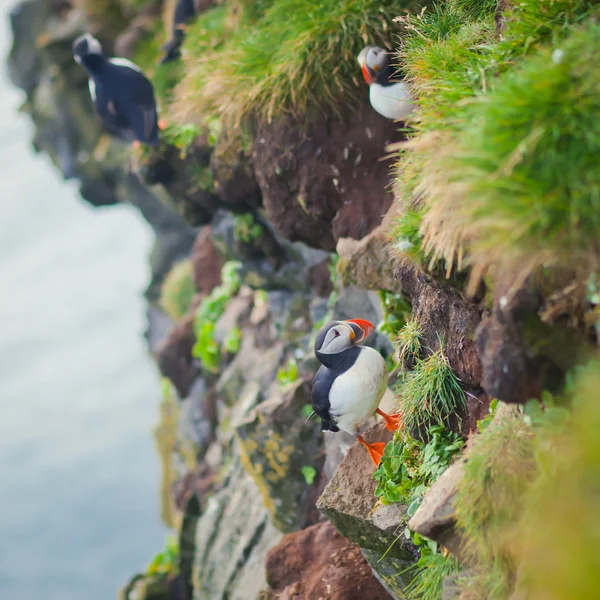 Beautiful vibrant picture of Atlantic Puffins on Latrabjarg cliffs - western-most part of Europe and Europe's largest bird cliff, Iceland — Stock Photo, Image