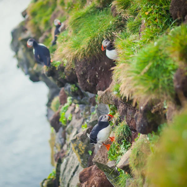 Mooie levendige foto van Atlantische papegaaiduikers op Latrabjarg rotsen - West-waarvan de meeste deel van Europa en Europa's grootste vogel klif, IJsland — Stockfoto