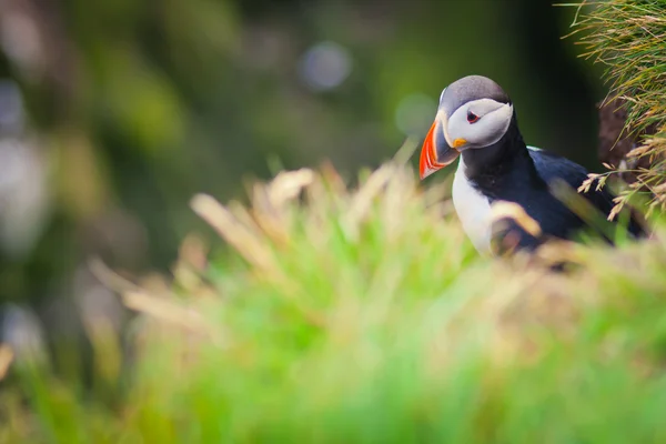 Hermosa imagen vibrante de los frailecillos atlánticos en los acantilados de Latrabjarg: la parte más occidental de Europa y el acantilado de aves más grande de Europa, Islandia — Foto de Stock