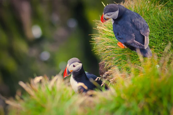 Mooie levendige foto van Atlantische papegaaiduikers op Latrabjarg rotsen - West-waarvan de meeste deel van Europa en Europa's grootste vogel klif, IJsland — Stockfoto