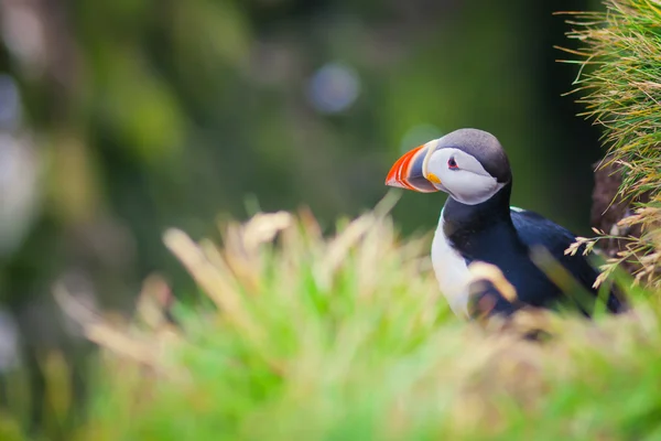 Bela imagem vibrante de Puffins do Atlântico em falésias de Latrabjarg - parte ocidental da Europa e maior penhasco de aves da Europa, Islândia — Fotografia de Stock