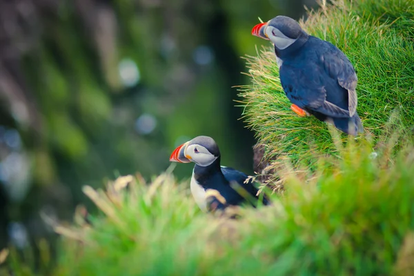 Schöne lebendige Bild von atlantischen Papageitauchern auf latrabjarg Klippen - westlichsten Teil Europas und Europas größte Vogelklippe, Island — Stockfoto