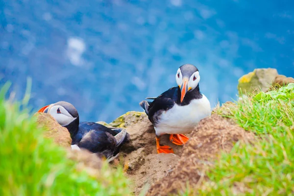 Hermosa imagen vibrante de los frailecillos atlánticos en los acantilados de Latrabjarg: la parte más occidental de Europa y el acantilado de aves más grande de Europa, Islandia — Foto de Stock