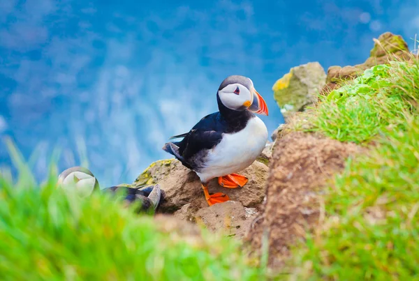 Mooie levendige foto van Atlantische papegaaiduikers op Latrabjarg rotsen - West-waarvan de meeste deel van Europa en Europa's grootste vogel klif, IJsland — Stockfoto