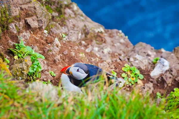 Schöne lebendige Bild von atlantischen Papageitauchern auf latrabjarg Klippen - westlichsten Teil Europas und Europas größte Vogelklippe, Island — Stockfoto