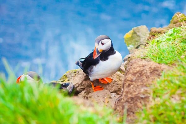 Belle image vibrante des macareux de l'Atlantique sur les falaises du Latrabjarg - la partie la plus occidentale de l'Europe et la plus grande falaise d'oiseaux d'Europe, l'Islande — Photo