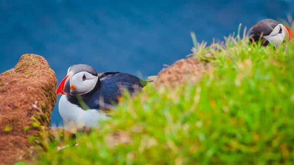 Belle image vibrante des macareux de l'Atlantique sur les falaises du Latrabjarg - la partie la plus occidentale de l'Europe et la plus grande falaise d'oiseaux d'Europe, l'Islande — Photo