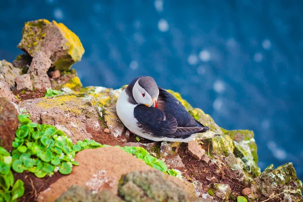 Mooie levendige foto van Atlantische papegaaiduikers op Latrabjarg rotsen - West-waarvan de meeste deel van Europa en Europa's grootste vogel klif, IJsland — Stockfoto