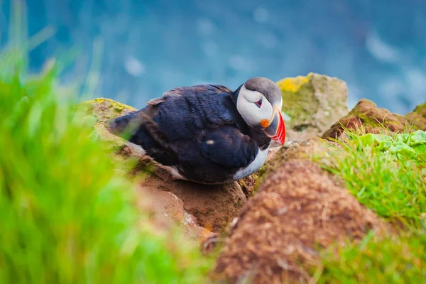 Bella immagine vibrante di patatine atlantiche sulle scogliere di Latrabjarg - parte occidentale dell'Europa e la più grande scogliera di uccelli d'Europa, l'Islanda — Foto Stock