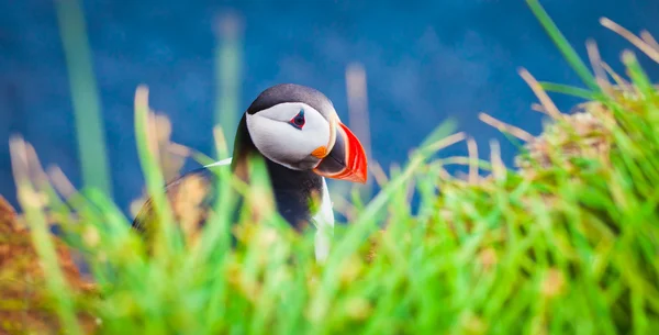 Mooie levendige foto van Atlantische papegaaiduikers op Latrabjarg rotsen - West-waarvan de meeste deel van Europa en Europa's grootste vogel klif, IJsland — Stockfoto