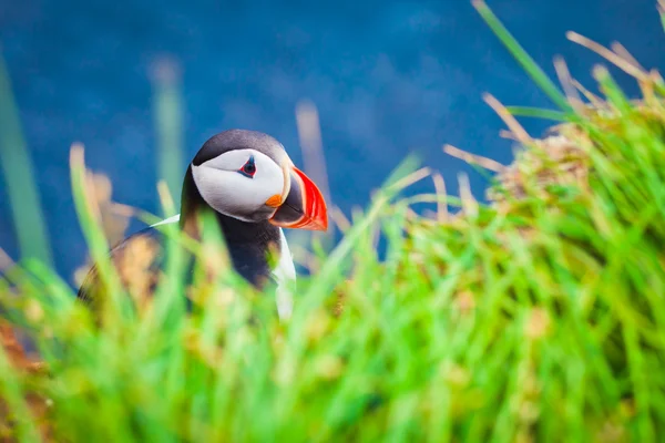 Belle image vibrante des macareux de l'Atlantique sur les falaises du Latrabjarg - la partie la plus occidentale de l'Europe et la plus grande falaise d'oiseaux d'Europe, l'Islande — Photo