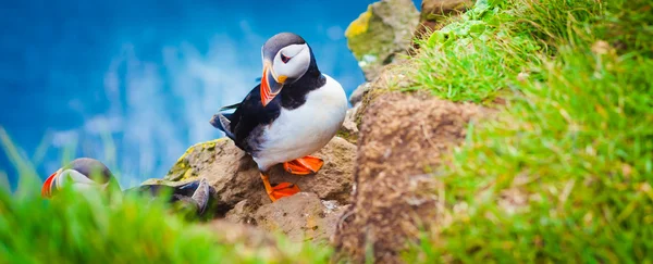 Belle image vibrante des macareux de l'Atlantique sur les falaises du Latrabjarg - la partie la plus occidentale de l'Europe et la plus grande falaise d'oiseaux d'Europe, l'Islande — Photo