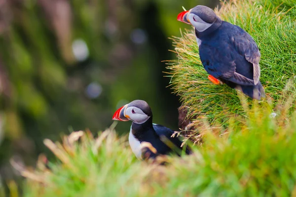 Beautiful vibrant picture of Atlantic Puffins on Latrabjarg cliffs - western-most part of Europe and Europe's largest bird cliff, Iceland — Stock Photo, Image