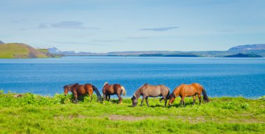 İzlanda at üzerinde bir çayır yakınındaki bir ünlü turistik yer - lake Myvatn Kuzey İzlanda'daki güzel manzara