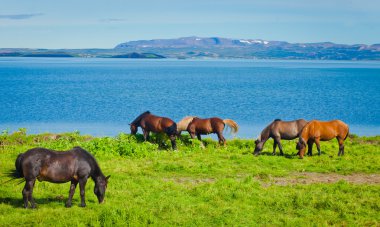 İzlanda at üzerinde bir çayır yakınındaki bir ünlü turistik yer - lake Myvatn Kuzey İzlanda'daki güzel manzara