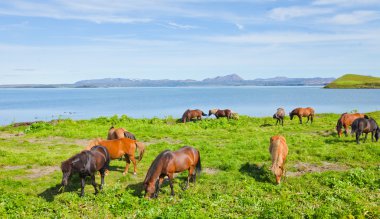 İzlanda at üzerinde bir çayır yakınındaki bir ünlü turistik yer - lake Myvatn Kuzey İzlanda'daki güzel manzara