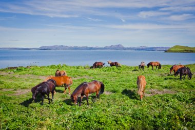 İzlanda at üzerinde bir çayır yakınındaki bir ünlü turistik yer - lake Myvatn Kuzey İzlanda'daki güzel manzara