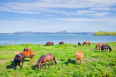 İzlanda at üzerinde bir çayır yakınındaki bir ünlü turistik yer - lake Myvatn Kuzey İzlanda'daki güzel manzara